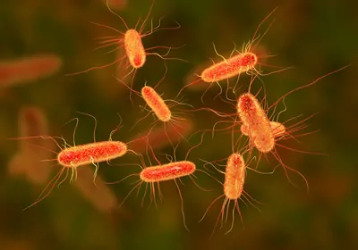 Orange bacteria on a green and orange background.